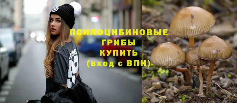 Галлюциногенные грибы Psilocybe  где купить наркоту  Пучеж 